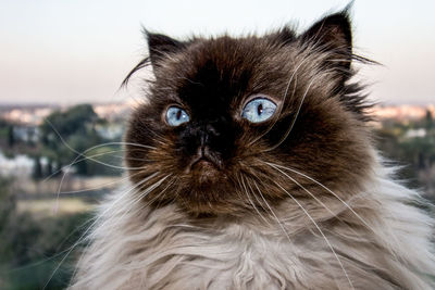 Close-up portrait of a cat