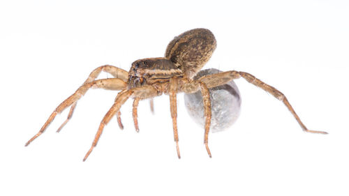 Close-up of spider on white background