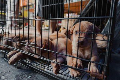 Close-up of dog in cage