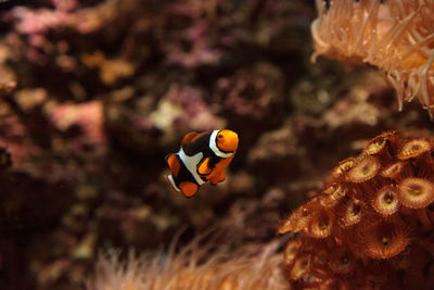 Close-up of fish underwater