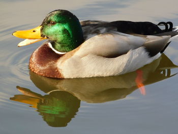 Close-up of a duck in a lake