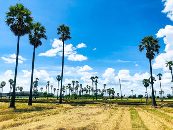 Palm trees on field against sky