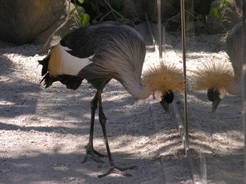 Crowned crane at the mirror