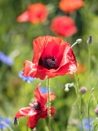 Close-up of red poppy