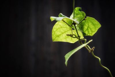 Close-up of green leaves on plant
