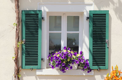 Potted plant on window sill