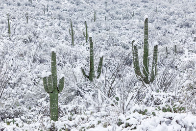 Plants growing on snow covered field