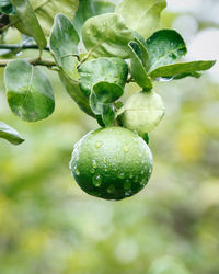 Close-up of green leaves