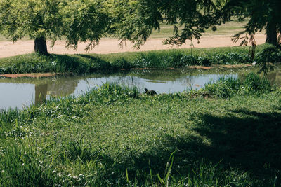 Scenic view of lake by trees