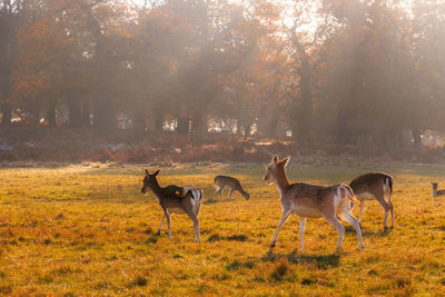 Deer in a forest