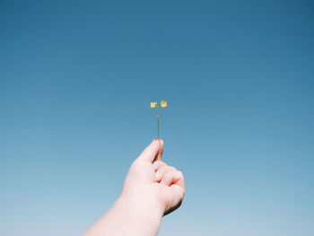 Hand holding blue flower against clear sky