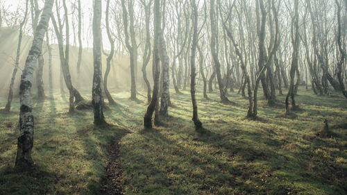 Birch trees in forest with mist