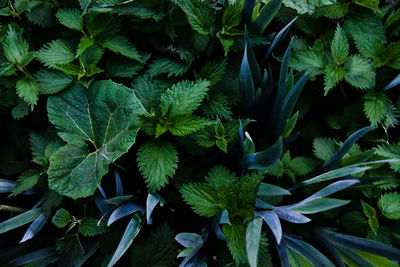 Full frame shot of fresh green plant