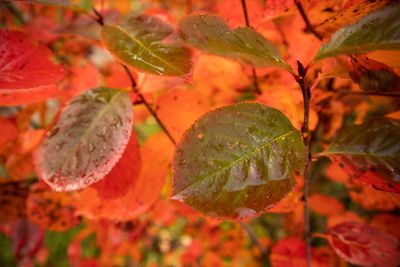 Beautiful red aronia leaves with a frosty edge. morning scenery in the garden. 