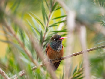 Hummingbird