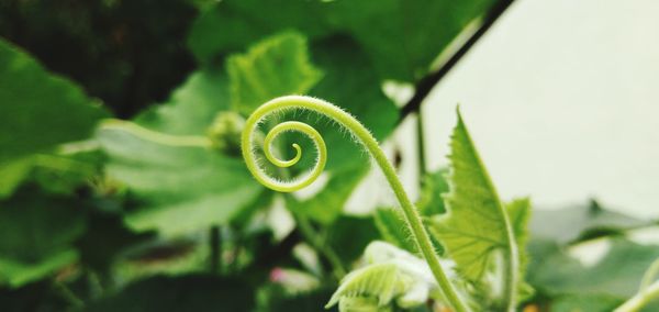 Close-up of spiral leaf