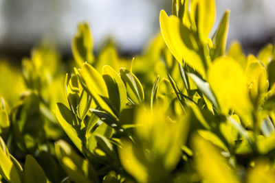 Close-up of yellow flowers