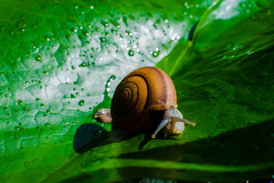 Close-up of snail