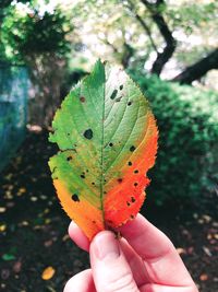 Close-up of person holding leaves