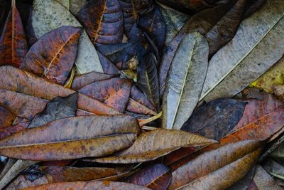 Close-up of dry leaves