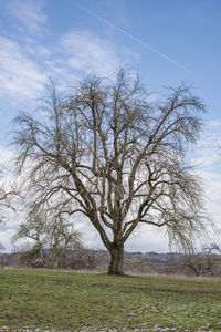 Bare tree on field against sky