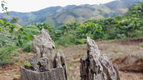 Close-up of tree on field