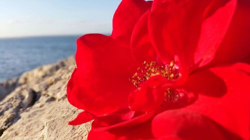 Close-up of red flower