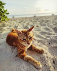View of a ginger cat on beach