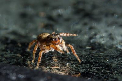 Close-up of spider