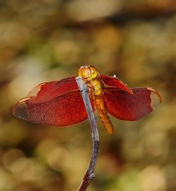 Close-up of butterfly perching on leaf