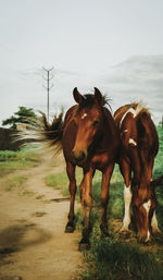 Horses in ranch against sky