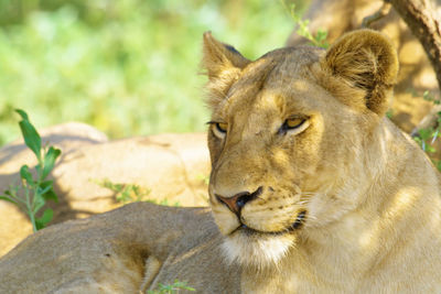 Close-up of a cat looking away