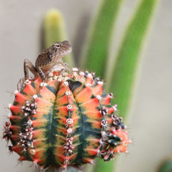 Close-up of animal on cactus