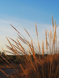 Close-up of stalks in field against blue sky