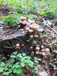 High angle view of mushrooms growing on land