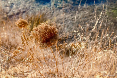 Close-up of dry plants on field