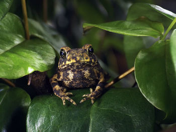 Close-up of frog on leaf