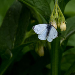 Close-up of insect on flower