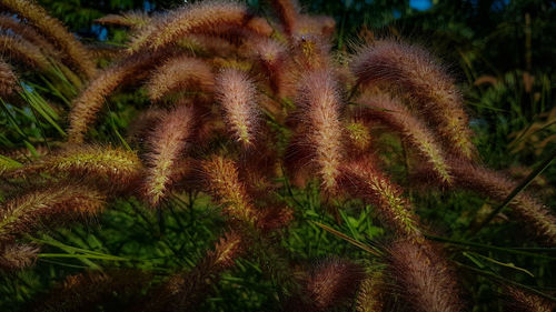 Close-up of cactus growing on field