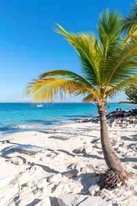 Palm tree by sea against clear sky