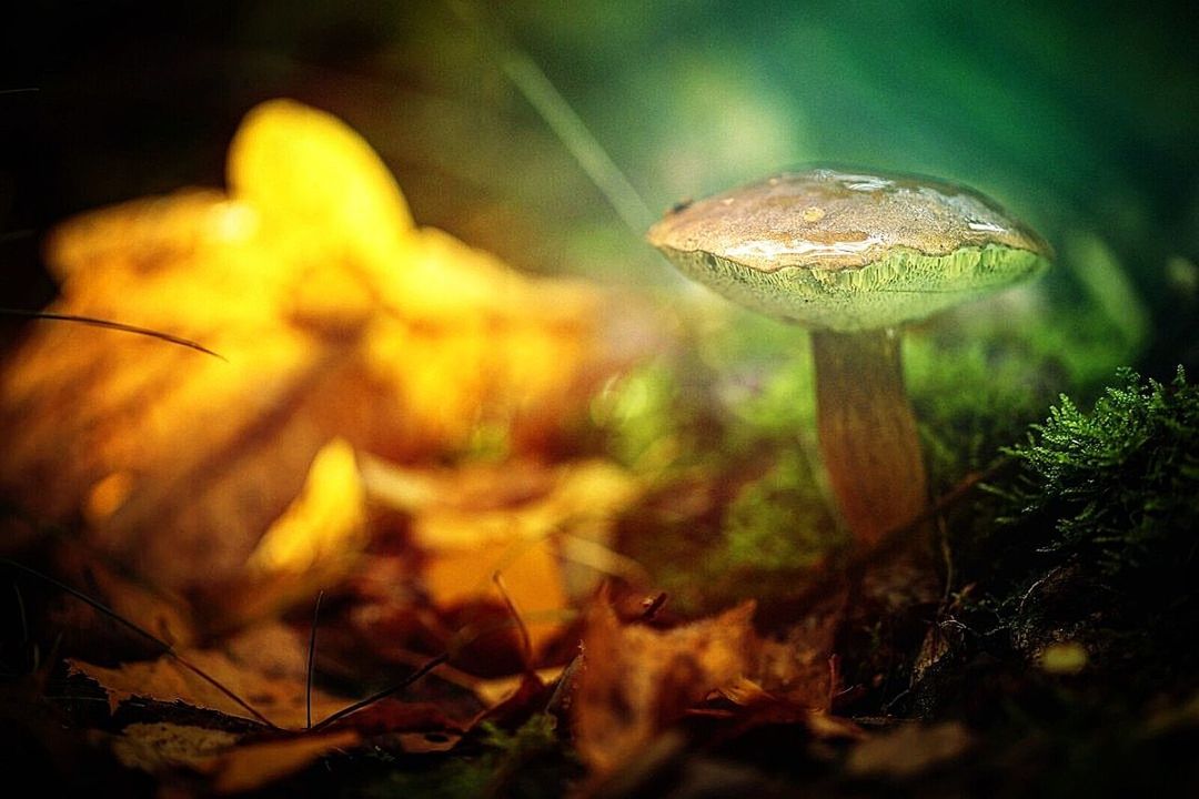 mushroom, fungus, vegetable, plant, growth, toadstool, land, close-up, selective focus, nature, food, no people, forest, beauty in nature, field, vulnerability, fly agaric mushroom, fragility, edible mushroom, day, outdoors, surface level, poisonous