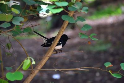 Close-up of bird perching on tree