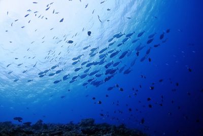 View of fishes swimming in sea