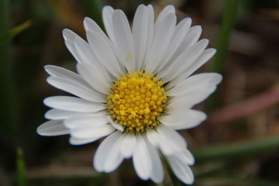 Close-up of white flower