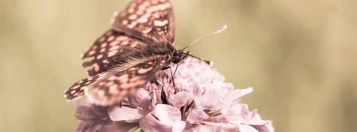 Close-up of butterfly on flower