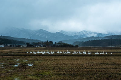 Scenic view of agricultural field against sky