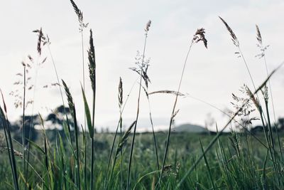 Close-up of grass on field against sky