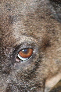 Close-up portrait of a cat