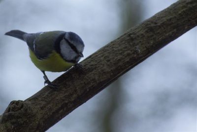 Close-up of bird perching on branch