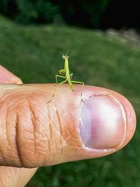 Close-up of insect on hand